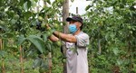 Viet Nam pilots export of passion fruits to China