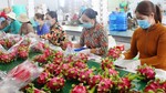 Mekong Delta provinces help fruit farmers find markets
