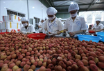Big step for Vietnamese fruit towards US market