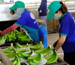 Viet Nam, China negotiate phytosanitary requirements for fruit exports