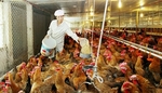 Viet Nam's animal feed imports jump to $3.1b