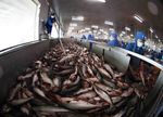 Seafood companies face a difficult third quarter