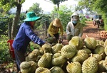 First approved durians en route to China