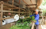 Goats pull Dong Thap Province farmers out of poverty