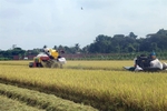 Prime Minister asked to stabilise rice price