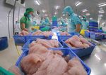 CPTPP holds potential for Viet Nam’s tra fish exports