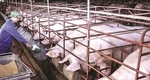 Farmers face losses as hog prices continue to drop