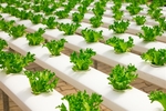 Going green crucial for growing agricultural exports