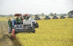 Rice exports expected to hit US$5 billion this year