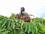 Coffee supply in a severe shortage, prices forecast to continue increasing in 2024