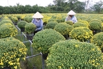 Mekong Delta farmers busy preparing Tết flowers