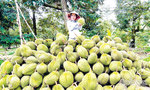 Tiền Giang durian farmers see lucrative harvest