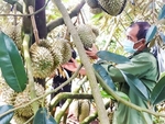 Farmers warned not to expand durian, dragon fruit cultivation areas