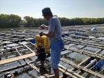 Viet Nam, Japan boost cooperation in oyster production chains