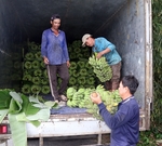 Viet Nam’s dragon fruit, banana, durian exports target US$2 billion in 2023