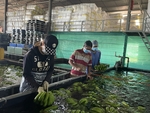 Dong Nai banana exports to surge by 25% to half million tonnes