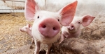 Laos suspends pork imports from Viet Nam
