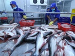 VN exports of shark catfish fall sharply