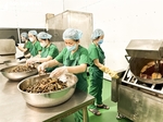 Nghe An speciality embraces EU markets