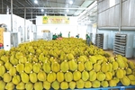 Viet Nam's farm produce face more difficulties in export to China