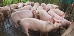 Live hog prices fall sharply, retail pork price still high