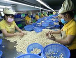 Cashew industry proposes import tax on cashew kernels