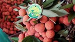 Hai Duong and Bac Giang work to ensure smooth lychee sales