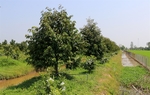 Fruit farmers must follow planning to prevent prices from falling