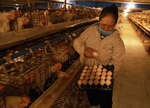 Struggling poultry farmers seek support to avoid bankruptcy