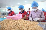 Binh Phuoc’s cashew nuts recognised as 5-star OCOP product