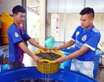 Low shrimp prices hit Mekong Delta farmers