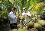 China to inspect planting, packing facilities of Viet Nam's fresh coconuts next month