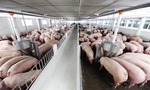 Large-scale, hi-tech pig farming is evitable for development: MARD