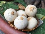 Vietnamese coconut gains access to US market