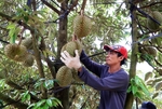 Việt Nam completing procedures to export durian to India: Official