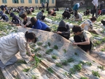 VN runs a pilot programme of Japanese agriculture in high school