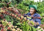 Việt Nam's coffee exports to Japan surge amid import slow