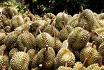 EU increases official controls on durian from Việt Nam
