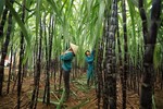 Vietnamese sugar cane tops ASEAN in productivity for first time