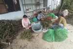 Prices of fresh areca nuts in Việt Nam hit record highs due to Chinese demand