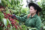 Việt Nam’s coffee exports exceed US$5 billion in 2023-2024 crop year