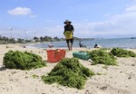 Developing a high-value chain for seaweed in Việt Nam