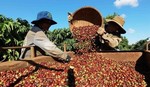 Coffee price hikes push export revenue up