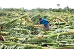 Damages caused by typhoon raise questions about agricultural insurance