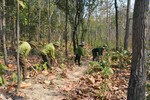 Đắk Lắk to carry out reforestation project worth over US$19 million