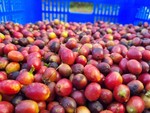 Việt Nam’s coffee export value doubles in January