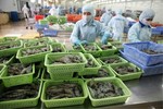 VASEP proposes quota on shrimp export to Korea to be lifted