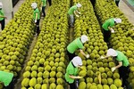 Huge potential for fruit and vegetable export