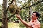 Việt Nam's more than 700 durian growing areas issued codes by China for export