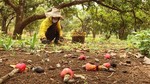 Hot weather threatens losses for Bình Phước cashew farmers